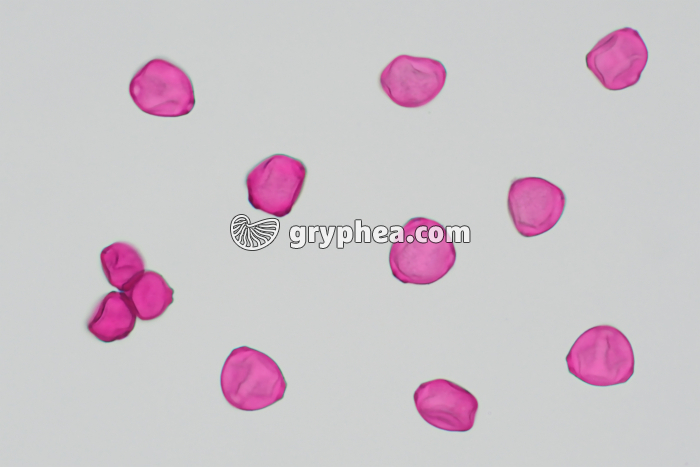 Pollen de Bouleau x170 - gryphea.com